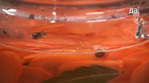 ЗАПАСАЙСЯ КТО МОЖЕТ! "01. Маринованная морковь"