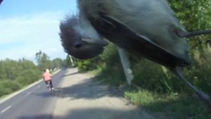 Умирающий воробей