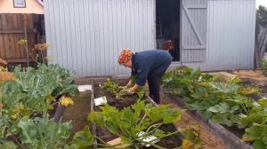 НЕ ОТЛИЧАЕТ КОНЯ ОТ КОРОВЫ. МУКИ ГРЫЗЕНИЯ НАУКИ. РАЗДЕЛАЛАСЬ С ОГУРЦАМИ.