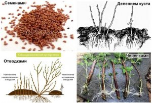 5 способов размножения ЖИМОЛОСТИ..........5 ways to propagate honeysuckle