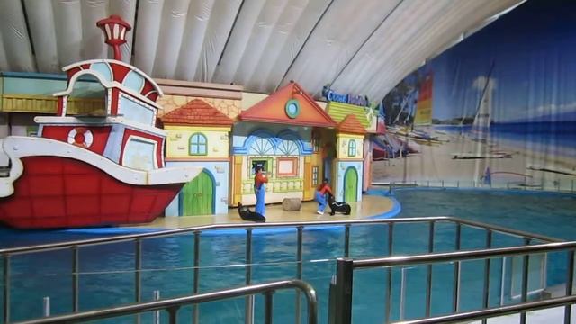 Дельфинарий сеульского зоопарка. Морские котики смотреть онлайн