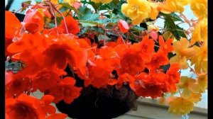 15 Шикарных Ампельных Растений для Сада и Дома