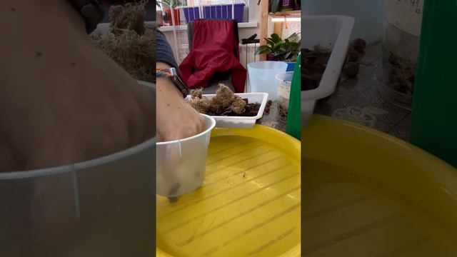 И снова пересадка Орхидеи.