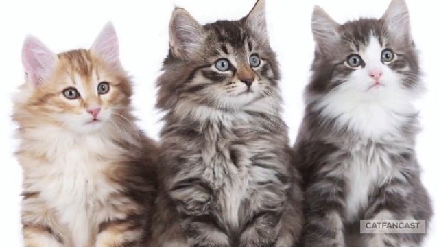 The Adorable Variety of Norwegian Forest Kittens смотреть онлайн