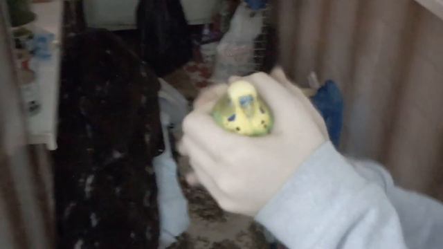 Смешной и угарный папугай творит беспредел 2 минуты!!! смотреть онлайн