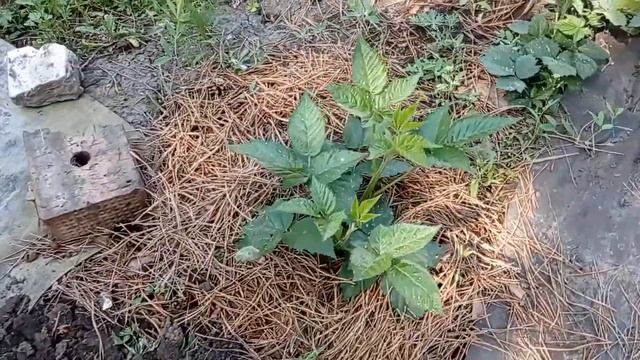 Работа с ежевикой, пора пригибать побеги замещения смотреть онлайн