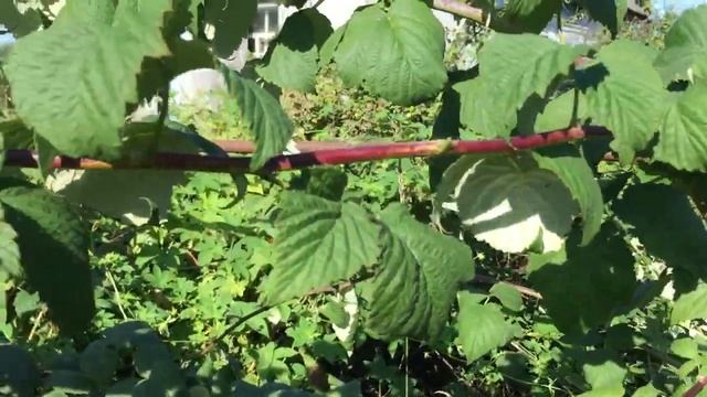 Лучшие сорта малины на нашем участке. смотреть онлайн