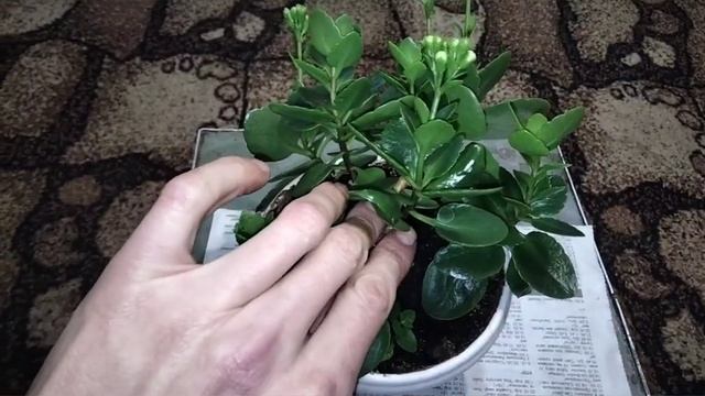 БИЗНЕС НА ДОМУ..ВЫРАЩИВАНИЕ И РАЗВЕДЕНИЯ КАЛАНХОЭ.. СОВЕТЫ...