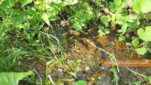 Вольга река