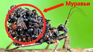 Повелитель смерти в обществе муравьёв!
