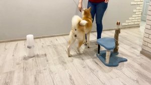ДРЕССИРОВКА АКИТА ИНУ/ Упражнения для занятий дома и на улице