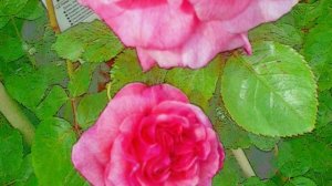 English Roses in England.avi
