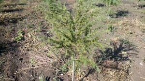 Лиственница Европейская (Larix decidua) | Plante.md