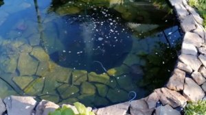 Прудовой компрессор SunSun ACO-003 и распылитель SunSun ZY-1080