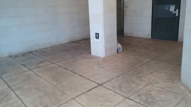 Мини Пудель смотреть онлайн