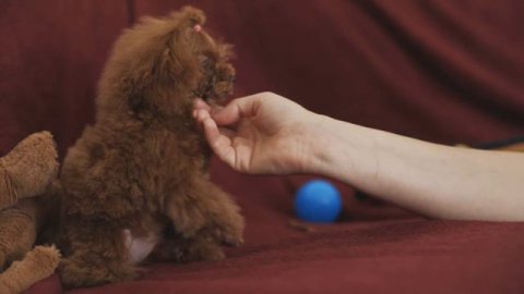 красная мартышка