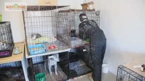 Как в приюте «Кот и пес» появился ветеринарный кабинет
