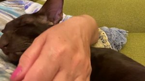 Ориентал Кай соскучилсяlОриентальная кошка🐈⬛l АСМРl Ржач с котами😂