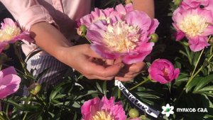 Wladyslava peony Владислава пион. Пулков сад (2022 г)