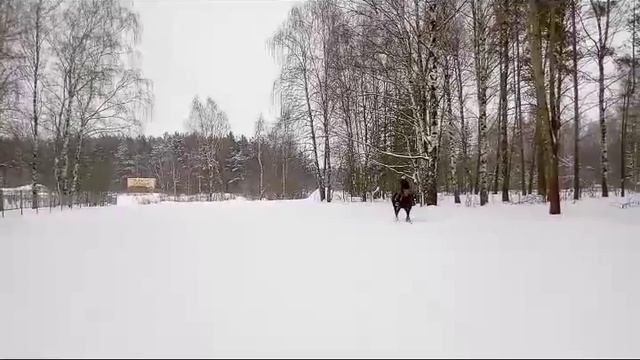 Открытая Тренировка по верховой езде / Дивные Кони. смотреть онлайн