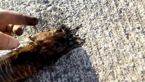 Словил каракатицу в Испании в Атлантическом океане.