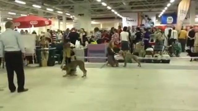 Белые Ночи - 2 (2012) класс бэбиков смотреть онлайн