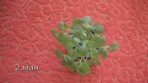 Санберри-солнечная ягода.Sunberry