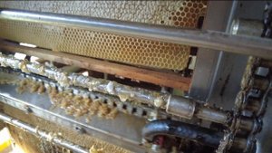 Снимаем вторые корпуса на таёжной пасеке, станок плазма медуница, Пасека Старчевских, Сибирь