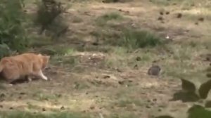 Охота кота на кролика