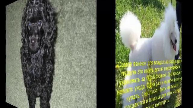 карликовый пудель описание породы содержание и уход смотреть онлайн