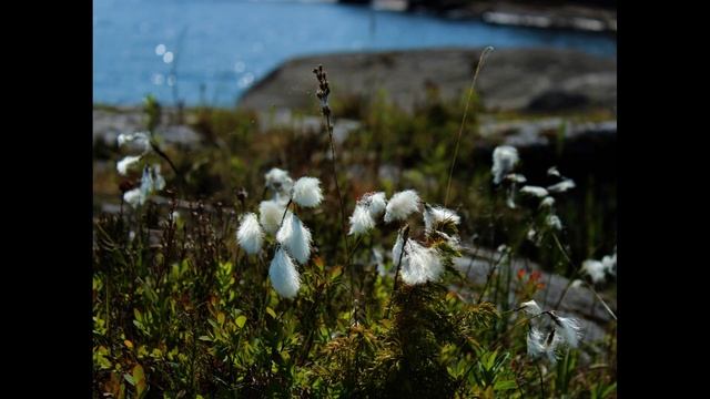 Кемпинг Эксклюзив Тур в Ладожских шхерах | Июнь 2023 | Путешествуй вместе с нами смотреть онлайн