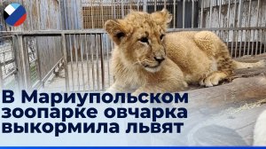 Грандиозное новоселье и бэби-бум: как возрождается зоопарк в Мариуполе