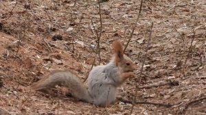 ПТИЧКИ, БЕЛКИ. В естественной среде обитания