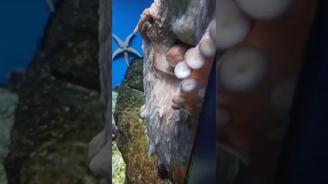 Осьминог. Москвариум смотреть онлайн