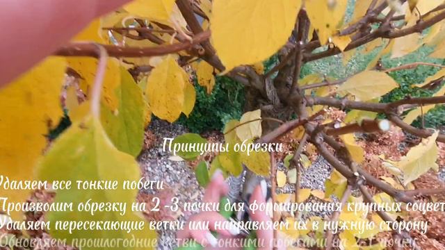 Осенняя обрезка гортензии на штамбе. Третий год.