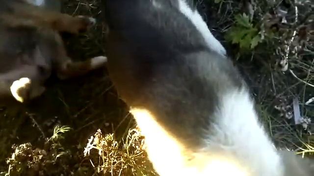 КАК ОТУЧИТЬ ЩЕНКА КУСАТЬСЯ ЩЕНОК КУСАЕТ ЗА РУКИ И НОГИ смотреть онлайн