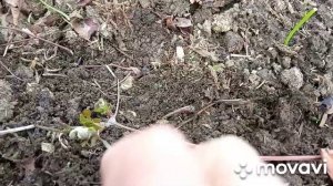 Увеличиваем куст клематиса, маленький эксперемент!!!
