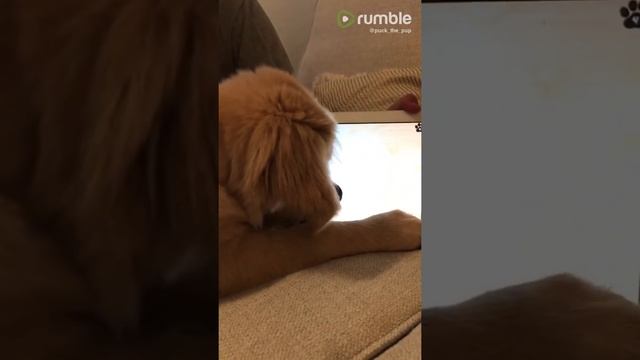 Golden Retriever puppy plays game on iPad