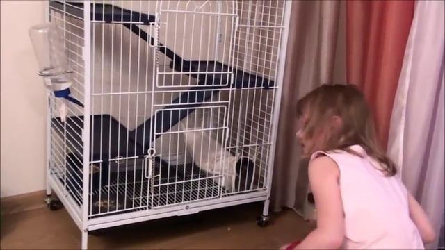 5 причин ЗАВОДИТЬ и НЕ ЗАВОДИТЬ ШИНШИЛЛУ  - Содержание шиншиллы
