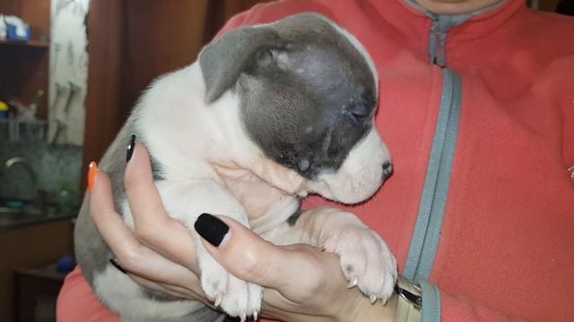 Девочка амстаффа видео для будущих владельцев смотреть онлайн