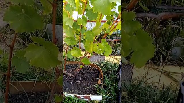 Срезаю Цитронный Магарача смотреть онлайн