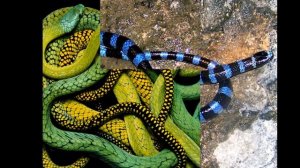 очень красивые змеи