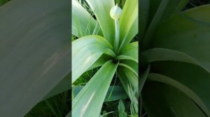 Allium Mount Everest & Ambassador