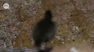 Жизнь в полосе прибоя. Дикая природа побережья Африки.