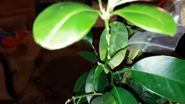 Прививка каламондина на дикий мандарин в расщеп удалась. смотреть онлайн