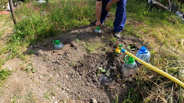 Тиквичките изникнаха. Кабачки проросли. Zucchini sprouted. 14-05-2023 смотреть онлайн