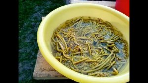 Папоротник Орляк жареный с луком!