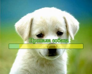 Пропала собака