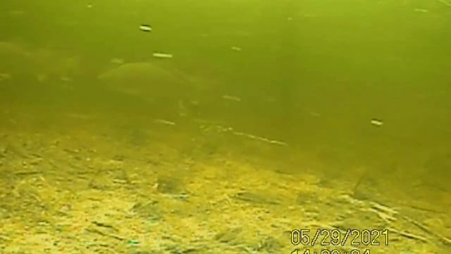 Рыбалка на паук с подводной камерой! Подводные съемки рыбалки. Сазан рыбалка. Рыбалка на сазана 202 смотреть онлайн