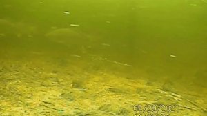 Рыбалка на паук с подводной камерой! Подводные съемки рыбалки. Сазан рыбалка. Рыбалка на сазана 202